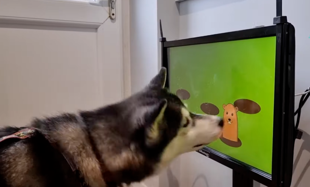 给宠物选购电子游戏，是铲屎官要研究的新学问
