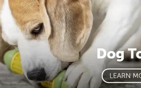 多年亚马逊BS榜第一！宠物大卖一月卖出7万件